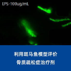 骨質(zhì)疏松癥治療劑