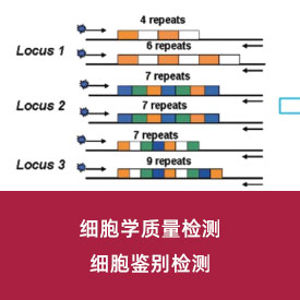 細(xì)胞鑒別檢測(cè)