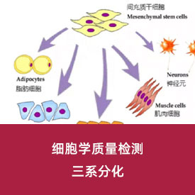 三系分化